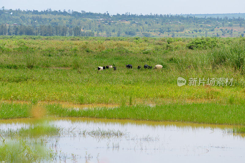 卢旺达南部靠近Gashora - Bugesera的沼泽